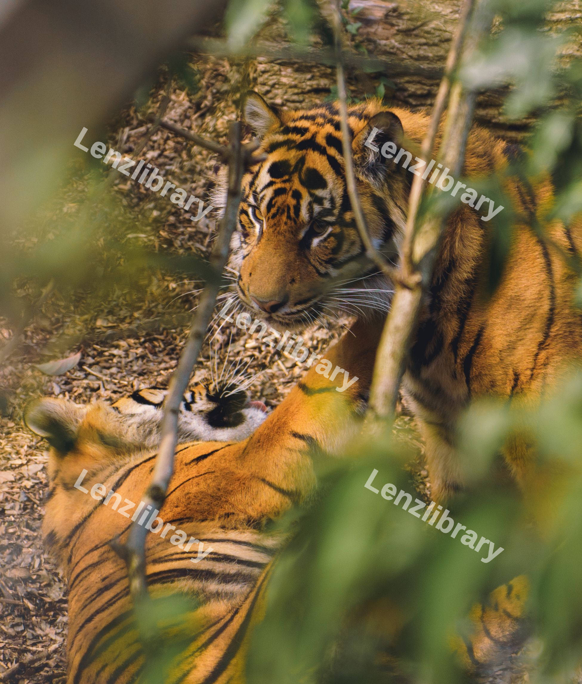 Tiger Eyes